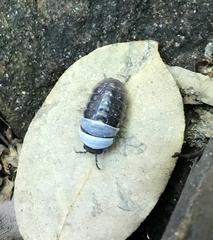 Armadillidium vulgare
