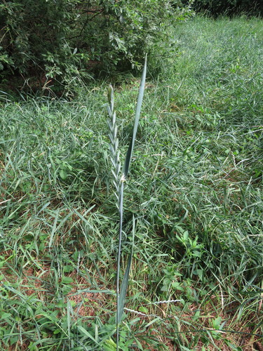 Paprastasis varputis