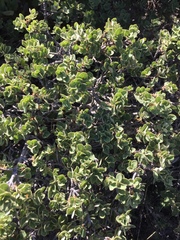 Quercus striatula