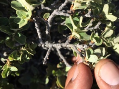 Quercus striatula