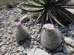 Rapicactus beguinii
