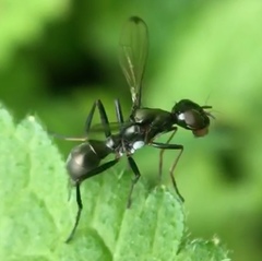 Myrmecothea myrmecoides
