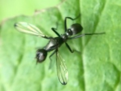Myrmecothea myrmecoides