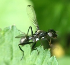 Myrmecothea myrmecoides