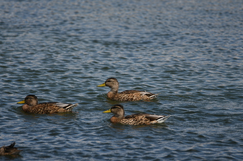 Mallard photographed in Wyoming