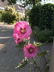 Alcea rosea