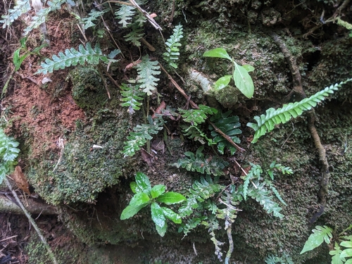 Lindsaea obtusa observed 2024-08-19