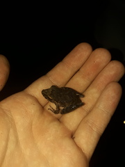 Pristimantis variabilis