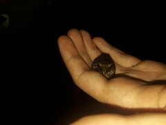 Pristimantis variabilis