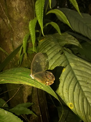 Haetera piera