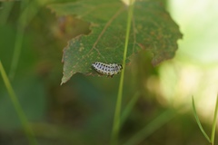 Chrysomela populi