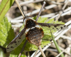 Bombylius pygmaeus