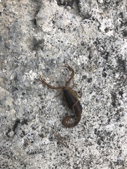 Centruroides ornatus