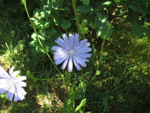 Paprastoji trūkažolė