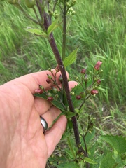 Scrophularia lanceolata