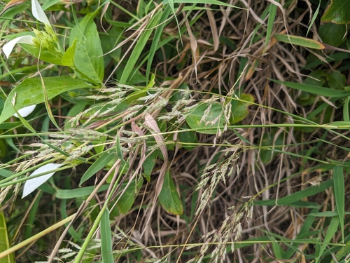 Capillipedium kwashotense observed 2024-08-19