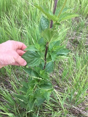 Scrophularia lanceolata