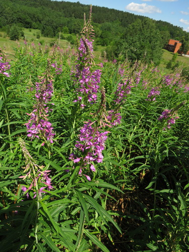 Siauralapis gaurometis