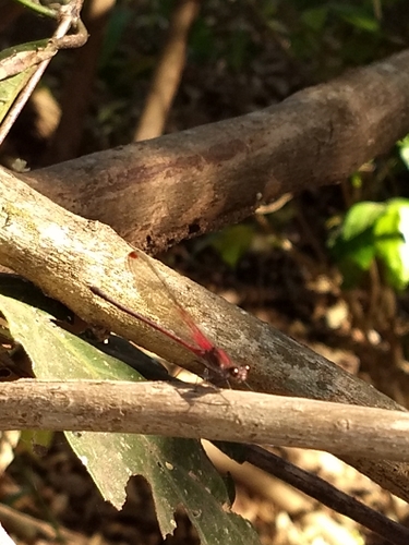 Hetaerina rosea