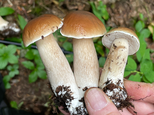 Boletus edulis (Photo 3 of 3)