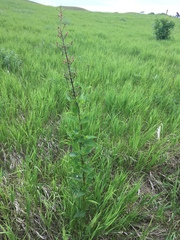 Scrophularia lanceolata
