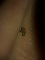 Tropidaspis