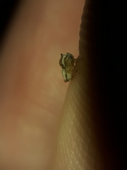 Tropidaspis