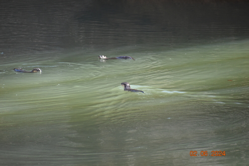North American River Otter photographed in Kentucky