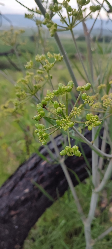 Prionosciadium linearifolium