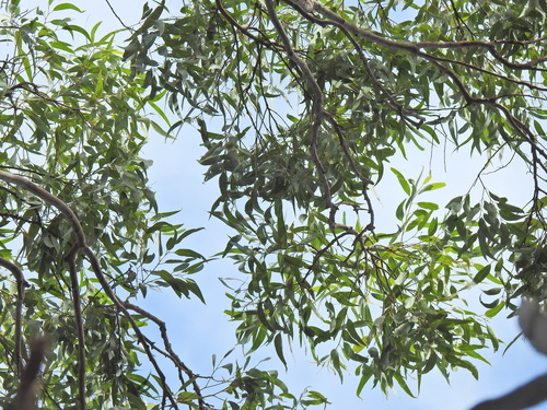 Image of Corymbia variegata by (c) Scott W. Gavins, some rights reserved (CC BY)