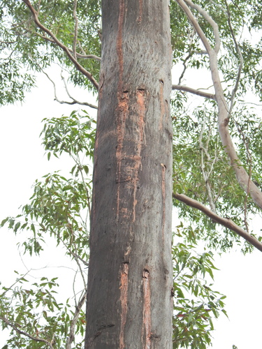 Yellow-bellied Glider