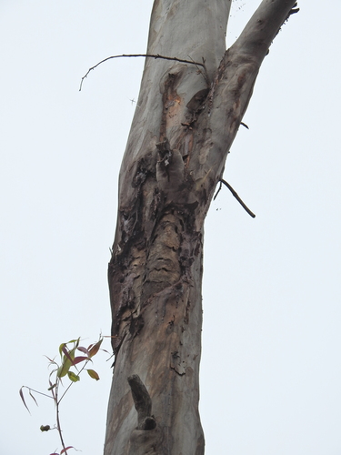Image of Corymbia variegata by (c) Scott W. Gavins, some rights reserved (CC BY)