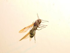 Camponotus rufoglaucus