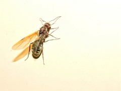 Camponotus rufoglaucus
