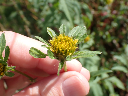 Image of Bidens vulgata by (c) John Baur, some rights reserved (CC BY)