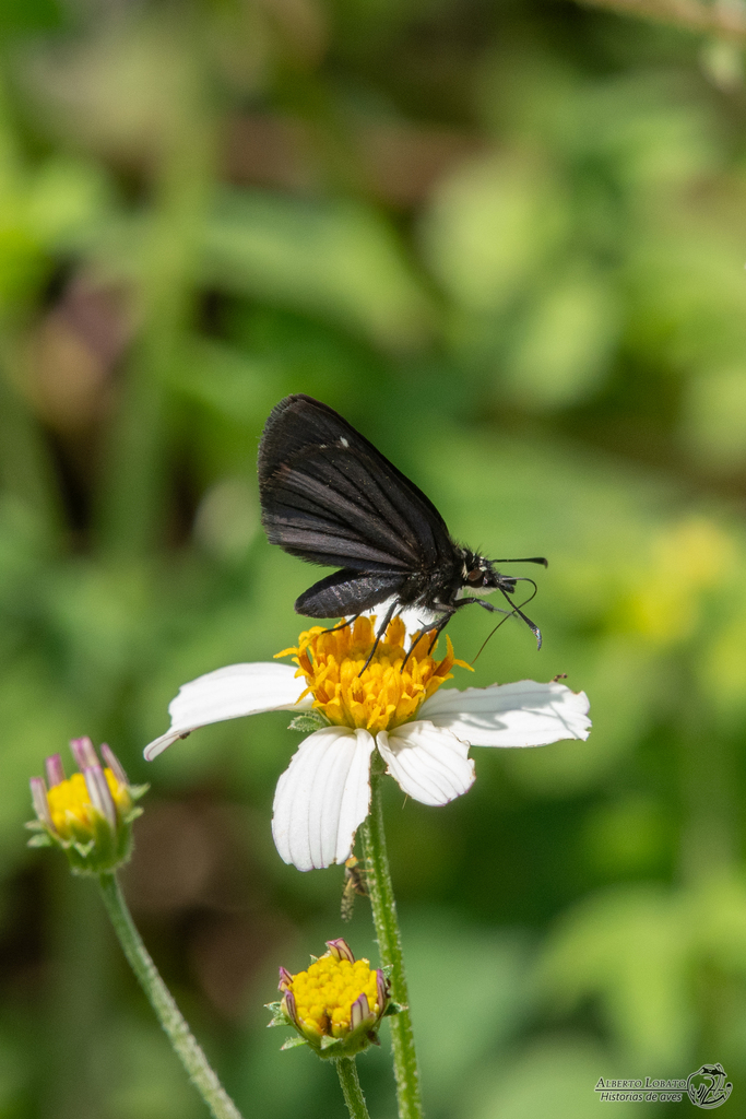 Mexican Sootywing