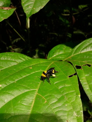 Bombus transversalis