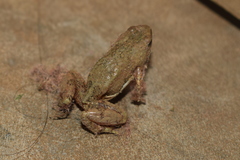Microhyla nilphamariensis