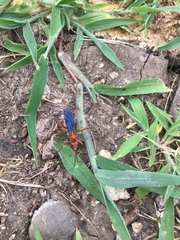 Tachypompilus ferrugineus