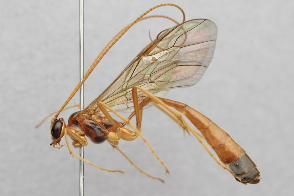 Enicospilus ramidulus