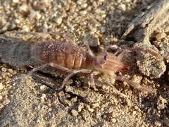 Eremobatidae