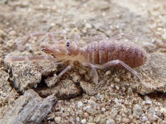 Eremobatidae