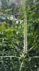 Veronicastrum