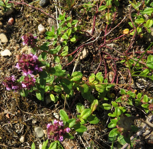 Keturbriaunis čiobrelis