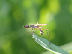 Micropeza corrigiolata