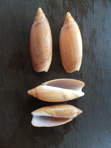 Agaronia propatula (Agaronia propatula)