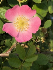 Rosa
