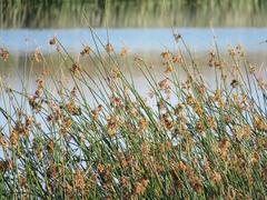 Schoenoplectus scirpoides