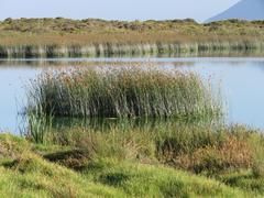 Schoenoplectus scirpoides