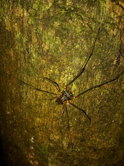 Cranaidae